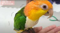 【インコの目】「恐怖で震えだした」爪切りを見た瞬間のインコの目が怖すぎる！