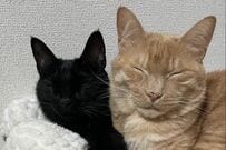 喧嘩30秒後「2匹の猫の様子」に思わず二度見　あまりの切り替えの早さに約2万いいね