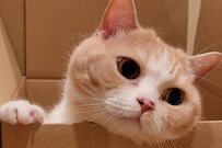 飼い主が猫を探していると…ダンボールからひょっこり現れる姿がかわいいとTwitterで話題に！