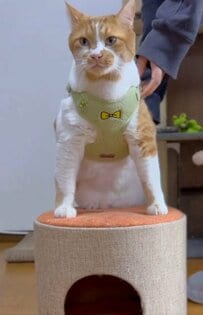 【お散歩猫ちゃん】カエルの姿に扮した姿が可愛すぎる！「見てるだけでにやけちゃう」の声