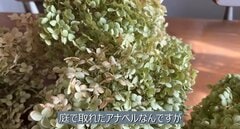 庭で育てたドライフラワーでリース作り！ 乾燥アジサイが「華やかな壁飾り」に変身