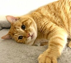 「雪すげーな」あざとかわいいポーズを決める猫→お口ぽかんの驚き顔に笑ってしまう