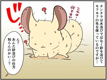 捨てられていた『保護チンチラ』とのくらしは驚きの連続。【チンチ