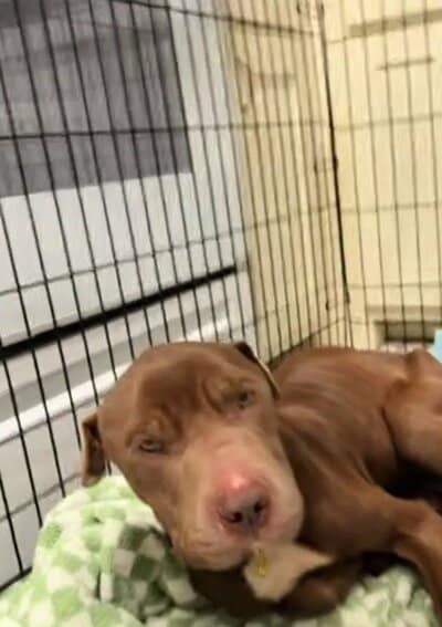 ケージ内のチェック柄の毛布に頭をのせ、こちらを見る犬