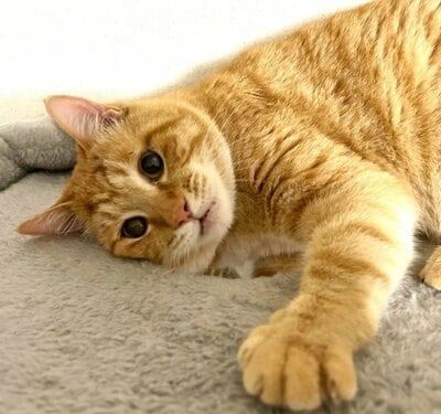 オレンジの毛並みが美しい元保護猫のリチャードくん