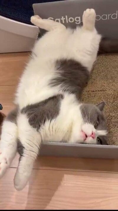眠るまるくんの寝顔