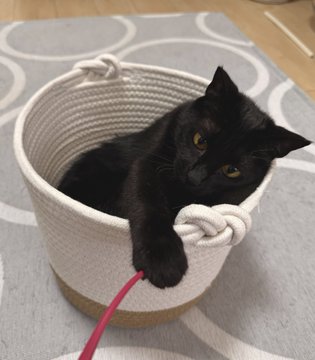「シャッッ！ペシ！」というキャプションがぴったり
