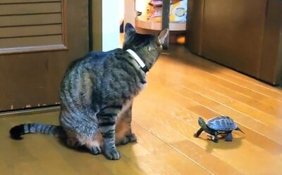 「ここだよ～」と言わんばかりに小雪ちゃんにアピールする軍曹くん