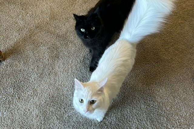 ひたすら「飼い主の後ろについてくる」2匹の猫　まさかの理由に思わずほっこり