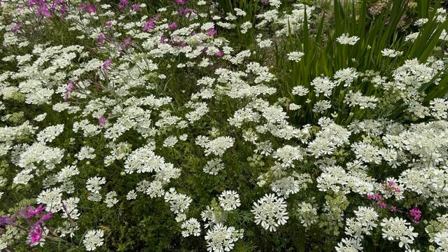 手間いらずで毎年花が咲く「植えてよかった！純白の花」で初夏のホワイトガーデン。1苗からこぼれ種でたくさん育つからガーデニング代節約にも！