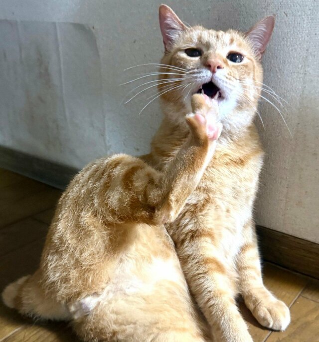 肉球を見せてくつろぐ元保護猫→まさかの犬のモノマネ（？）にほっこり