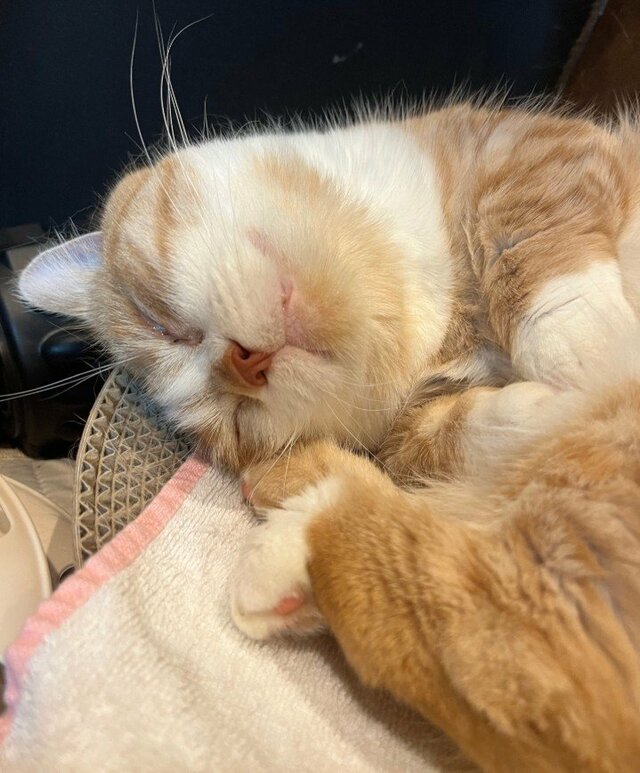 【大ボス猫のオーラ】実年齢と渋さのギャップに悶絶！猫ちゃんが見せた貫禄のポーズ