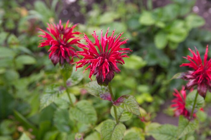 モナルダの花。色は赤。
