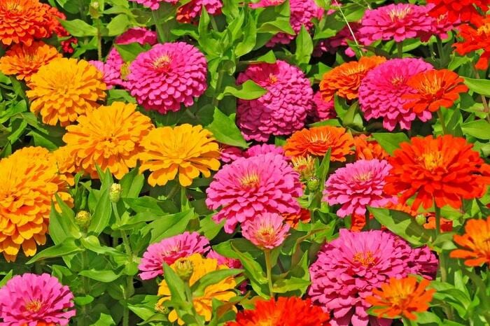 ジニアの花が咲いている。花の色はピンクとオレンジと赤。