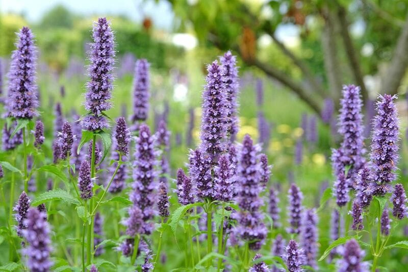暑さに強い花で叶える【北欧ガーデン】植えっぱなしで夏に花が咲く多年草6選＆庭づくりのコツ