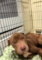 「初めて尻尾を振った時、涙が止まりませんでした」路上で飢えていた5歳ほどの犬スクーター、回復の記録に感謝の声