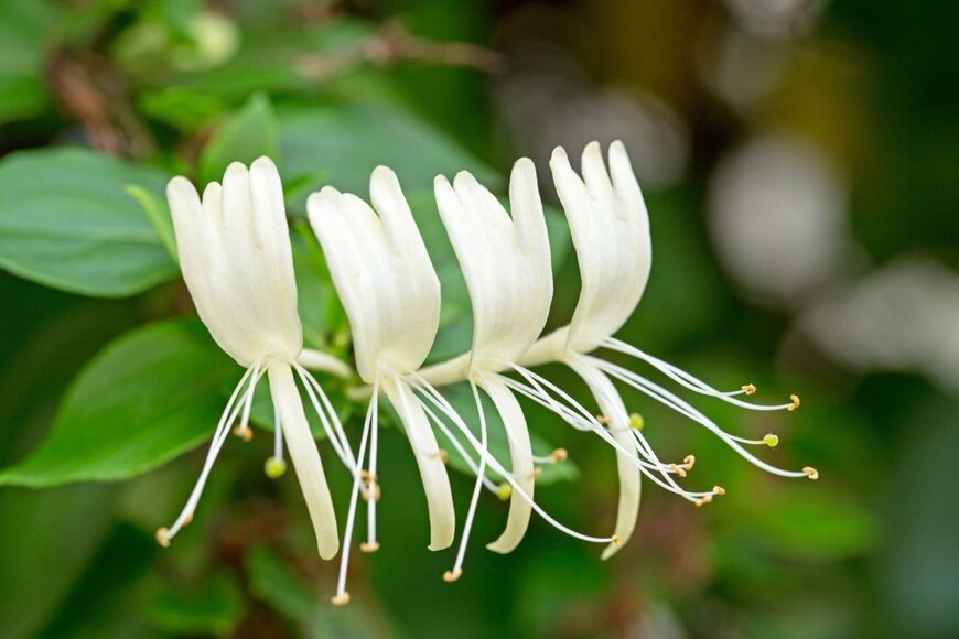 nnattalli/shutterstock.com