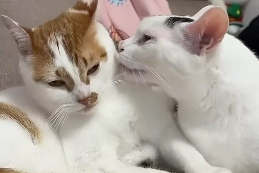 自宅で「幸せな時間を過ごす」2匹の元保護猫　まさかの事態発生に笑ってしまう