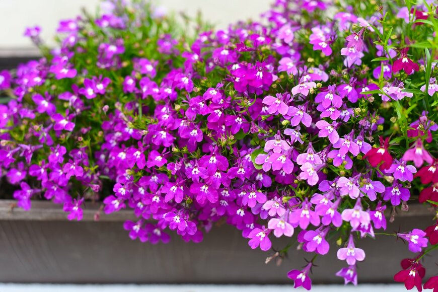 Tanya_Terekhina/shutterstock.com