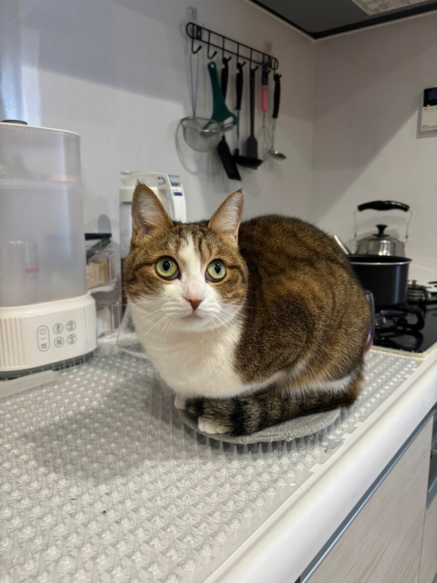 出所：@yuzen_kanahan