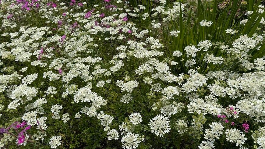 手間いらずで毎年花が咲く「植えてよかった！純白の花」で初夏のホワイトガーデン。1苗からこぼれ種でたくさん育つからガーデニング代節約にも！