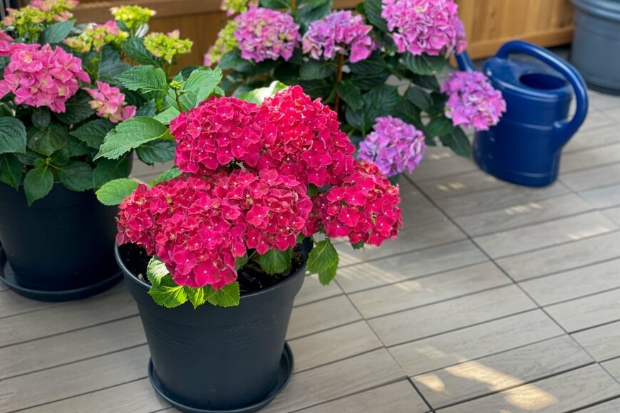 Lapa Smile/shutterstock.com