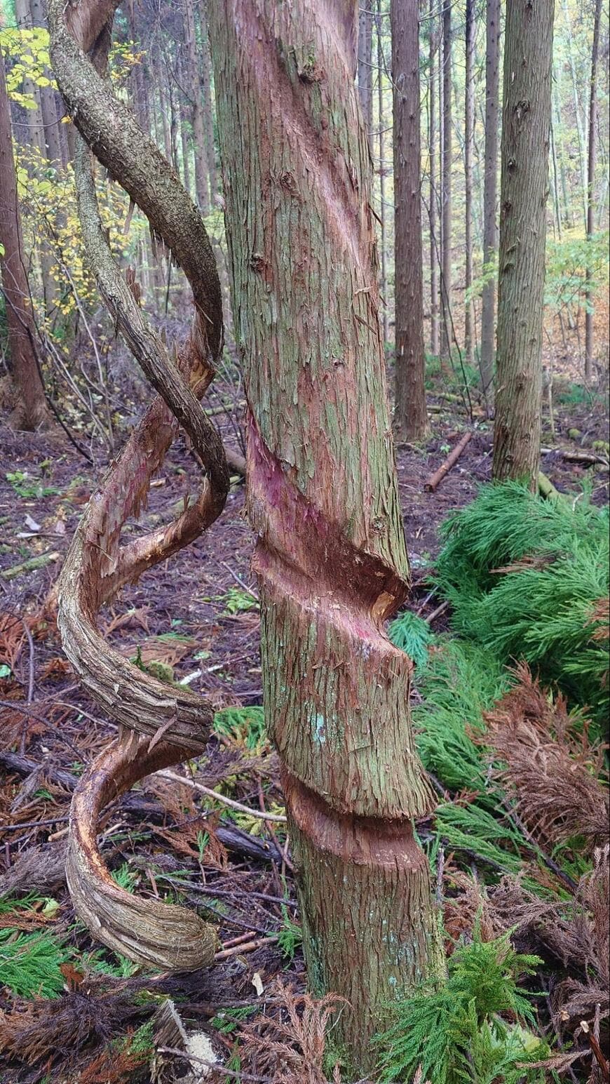 出所：@S_kisaragi