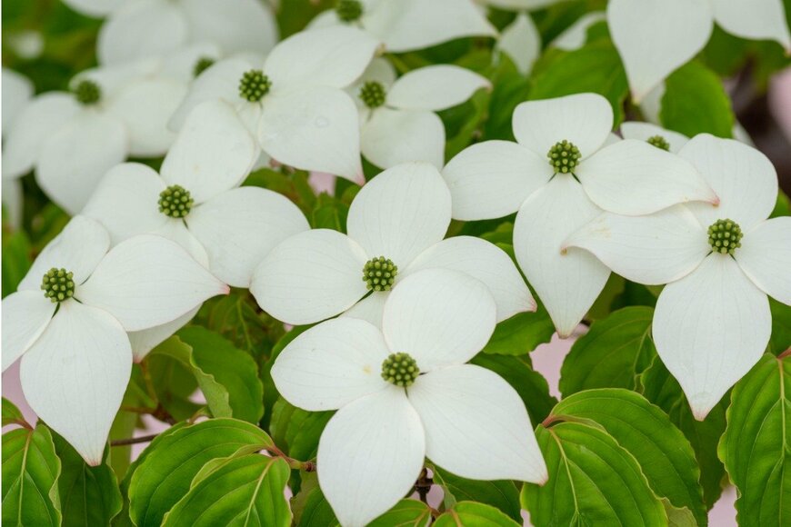 kinpouge05/istockphoto.com