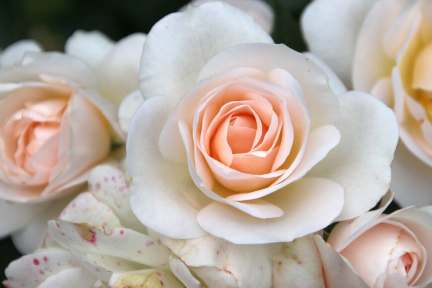 Andre Muller/shutterstock.com