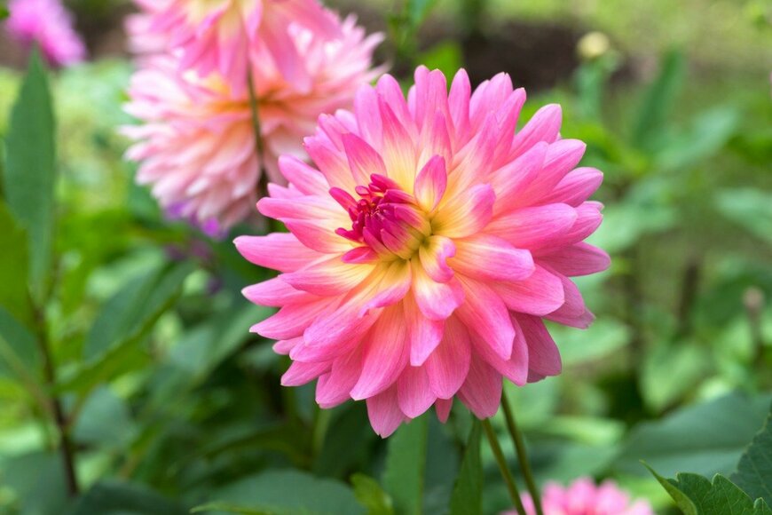 Nut Singthong/istockphoto.com