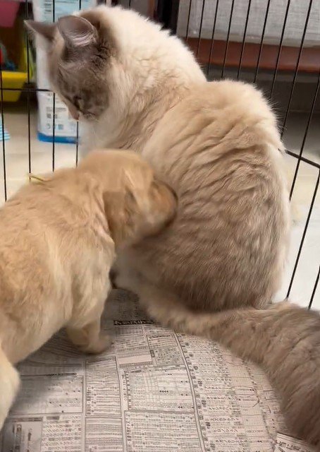 出所：@pu_channeldesu