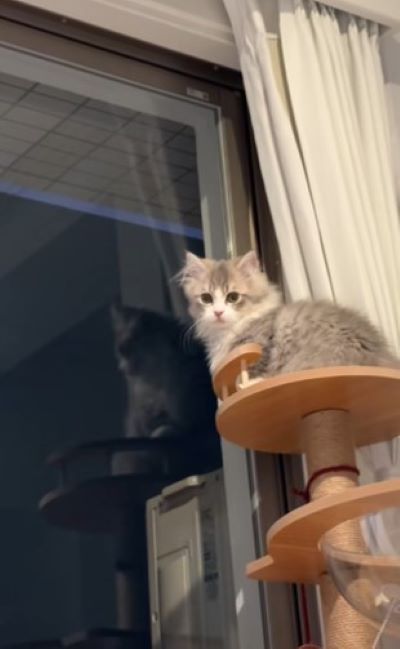 出所：@rurudiary_