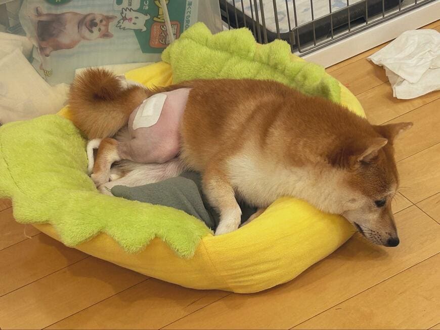 出所：@moni_shibainu