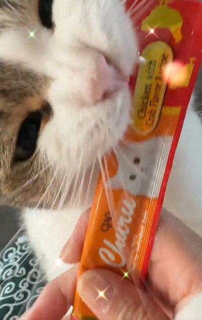 出所：＠nikoandkotatorowasabi