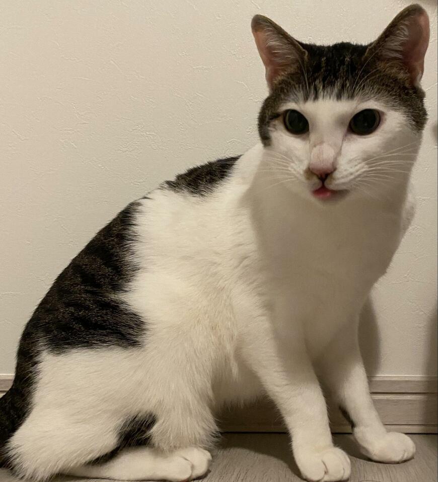 出所：@Saeroyi_cat