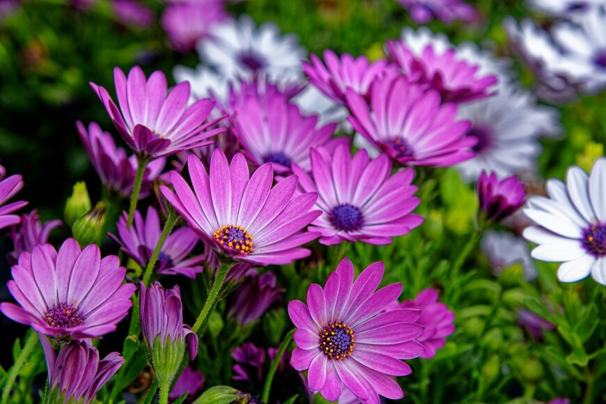 Ion Mes/Shutterstock.com