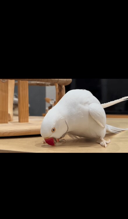 出所：@zundamame_cockatiel