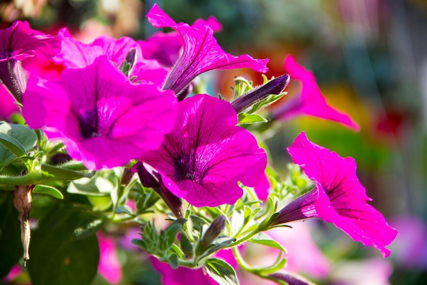 aimpol buranet/Shutterstock.com