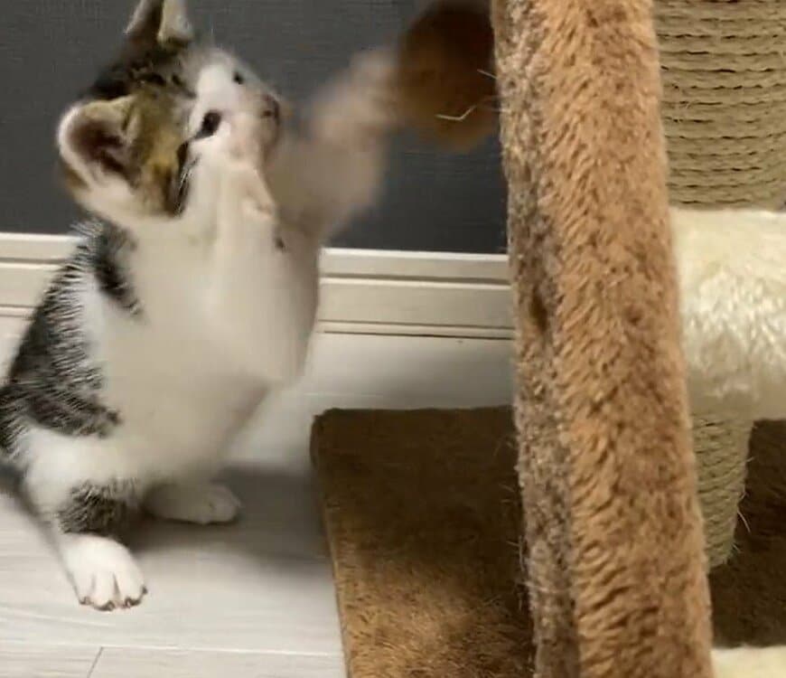 出所：@Saeroyi_cat