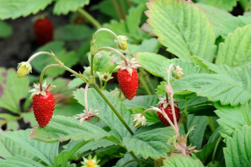 Aleksandr Shulichenko/istockphoto.com