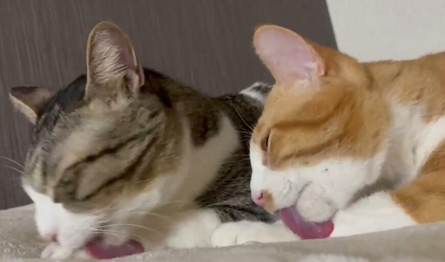 出所：@Neko2Obasan