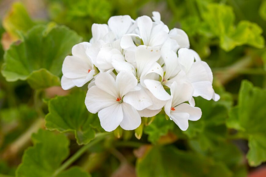 Esin Deniz/shutterstock.com