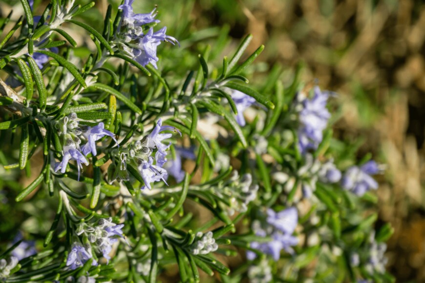 Marinodenisenko/shutterstock.com