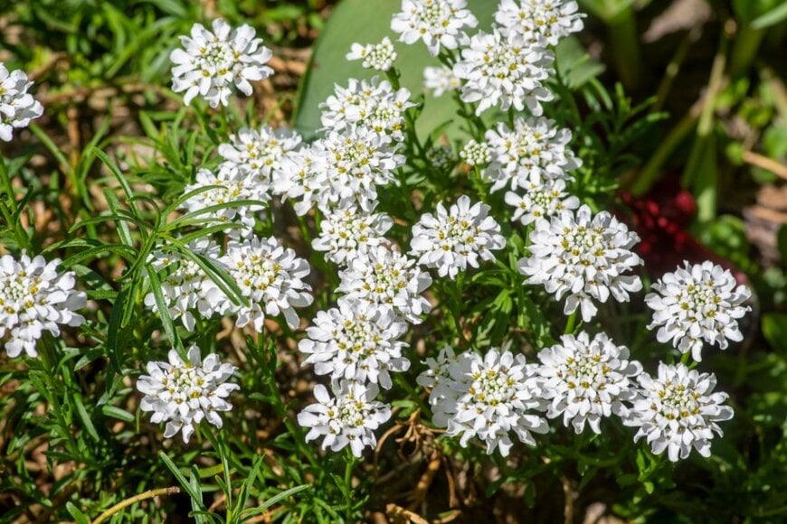 Iva Vagnerova/shutterstock.com