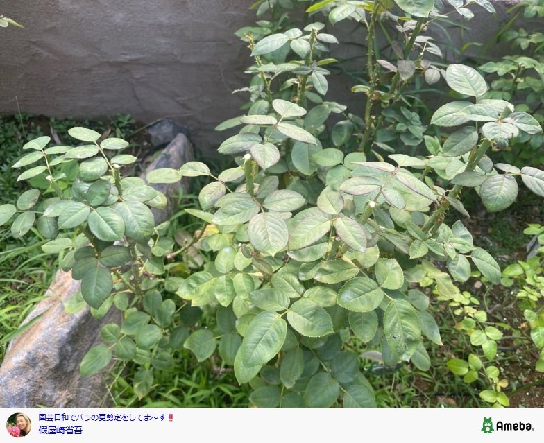 出所：假屋崎省吾のAmebaブログ 参照日：2025年8月15日