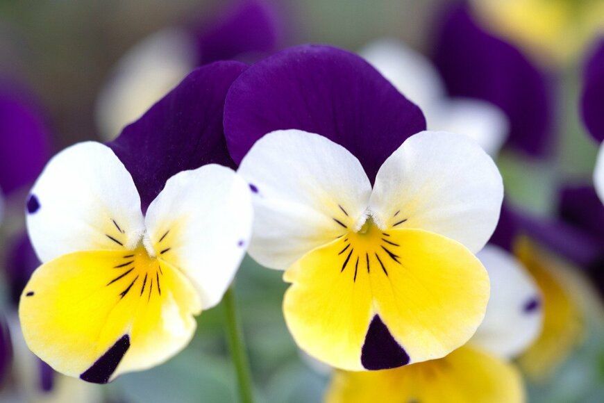 y-studio/istockphoto.com