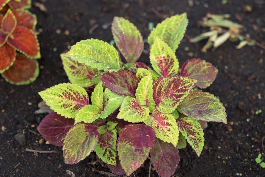 yoshi0511/shutterstock.com