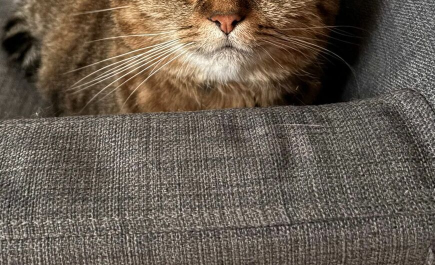 出所：@donguri_manchi