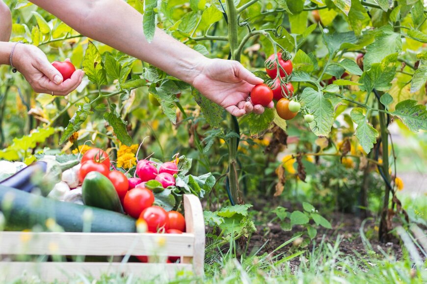 【春の家庭菜園】今度こそ失敗しない！初心者にオススメの定番野菜3選、収穫の喜びを手軽に味わえる