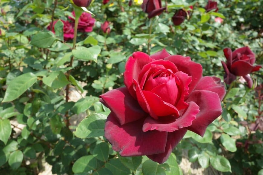 MasterChefNobu/shutterstock.com